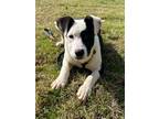 Adopt Ulysses a Mixed Breed