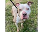 Adopt Pork Chop a Staffordshire Bull Terrier