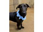 Adopt Bryan a Labrador Retriever, Mixed Breed