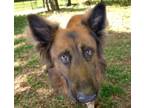 Adopt BUDDY a German Shepherd Dog, Mixed Breed