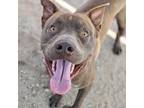 Adopt PERU* a Pit Bull Terrier, Mixed Breed