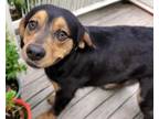 Adopt ARAMIS* a Rottweiler, Cardigan Welsh Corgi