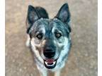 Adopt TOGO* a Siberian Husky, Mixed Breed