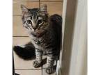 Adopt Raid Phoenix a Tabby, Domestic Long Hair