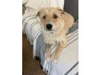 Adopt Scooter a Cairn Terrier