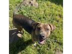 Adopt DAXTER a Pit Bull Terrier, Mixed Breed