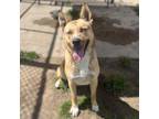 Adopt CHACHO a Siberian Husky, Pit Bull Terrier