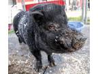 Adopt CARNITAS a Pot Bellied