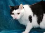 Adopt STUBBY a Manx, Domestic Short Hair