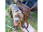 Adopt VON HOLTEN a Pit Bull Terrier