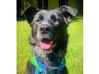 Adopt KIKO *URGENT* a Labrador Retriever, Border Collie