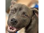 Adopt Dog a Pit Bull Terrier, Mixed Breed