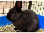 Adopt BUCKEYE a Bunny Rabbit