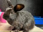 Adopt BROWNIE a Bunny Rabbit