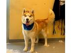 Adopt ROVER a Siberian Husky