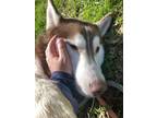 Adopt Clifford a Siberian Husky