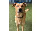 Adopt Moesby a Labrador Retriever, German Shepherd Dog