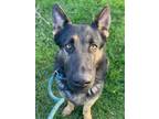 Adopt Picasso a German Shepherd Dog