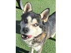 Adopt Nanook a Husky