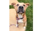 Adopt Teddy a Pit Bull Terrier