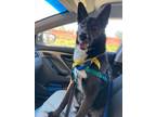 Adopt Beckett a German Shepherd Dog