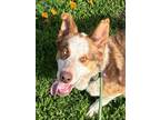 Adopt Redford a Australian Cattle Dog / Blue Heeler, Husky