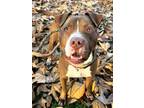 Adopt Orion a American Staffordshire Terrier, Pit Bull Terrier