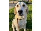 Adopt Lucky a Labrador Retriever, Great Pyrenees