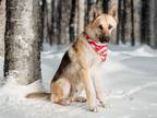 Adopt CONOR-A057113 a German Shepherd Dog