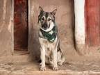 Adopt PANCHO - A057114 a German Shepherd Dog