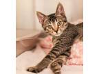Adopt Naberius a Tabby, Domestic Short Hair