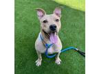 Adopt CHURRO a Pit Bull Terrier, Mixed Breed