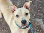 Adopt CHURRO a Pit Bull Terrier, Mixed Breed
