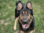 Adopt VICTOR a German Shepherd Dog