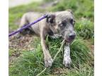 Adopt MARVIN a Catahoula Leopard Dog, Pit Bull Terrier