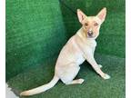 Adopt LAKE a Australian Cattle Dog / Blue Heeler