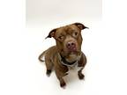 Adopt BRUCE a Staffordshire Bull Terrier