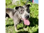 Adopt Lucas a Pit Bull Terrier