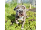 Adopt Moo a Pit Bull Terrier