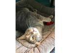 Adopt Murphy a Domestic Short Hair