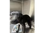 Adopt JACK a Labrador Retriever, Pit Bull Terrier
