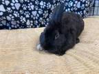 Adopt AZUKI a Bunny Rabbit