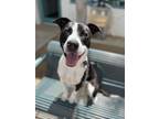 Adopt RAMBO a Pit Bull Terrier, Mixed Breed