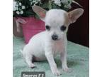 Chihuahua Puppy for sale in Headland, AL, USA