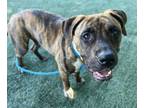 Adopt TIGER a Pit Bull Terrier