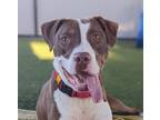 Adopt King a Pit Bull Terrier