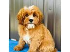 Cavapoo Puppy for sale in Fordland, MO, USA