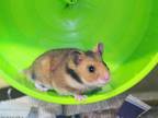 Adopt ARCTIC a Hamster