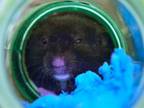 Adopt ONYX a Hamster