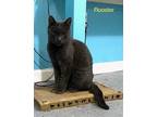 Adopt Rooster a Russian Blue, Domestic Short Hair